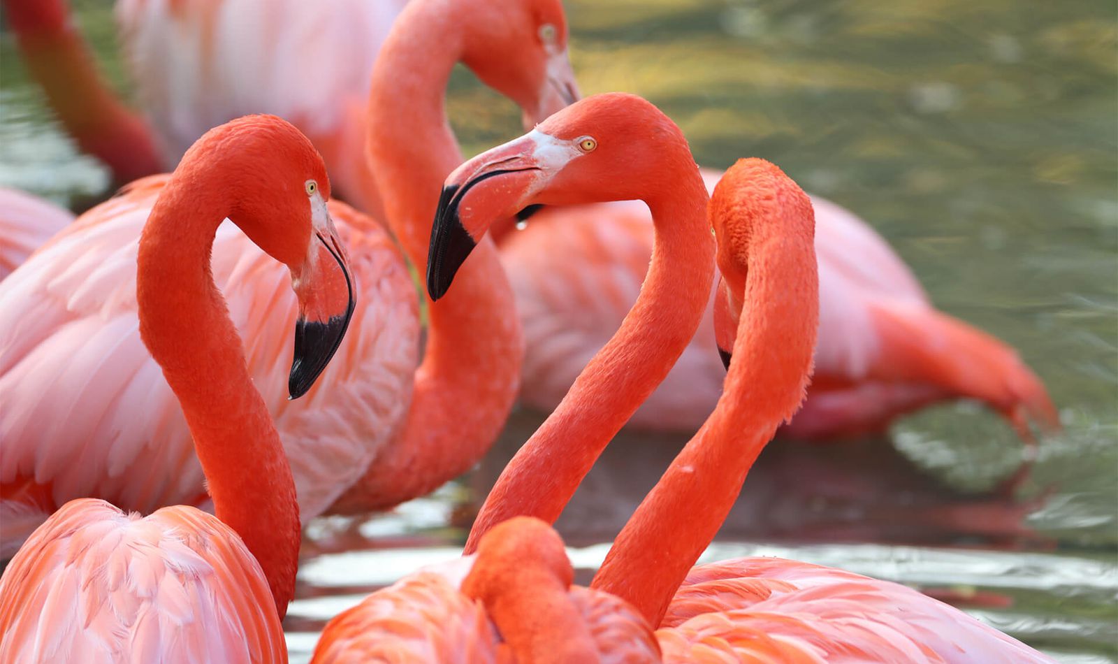 Flamants roses - Acheter vos billets - ZooParc de Beauval