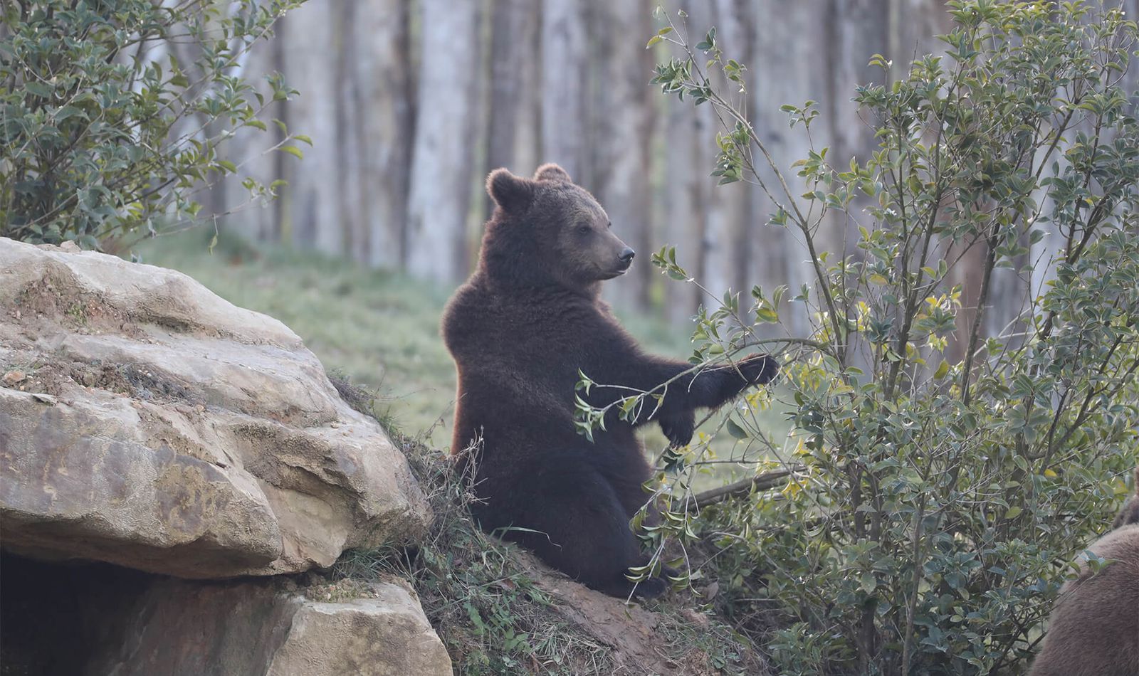 Territoire Nord-Américain - Territoire du ZooParc de Beauval