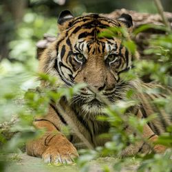 Le Bois des Fauves - Territoire du ZooParc de Beauval
