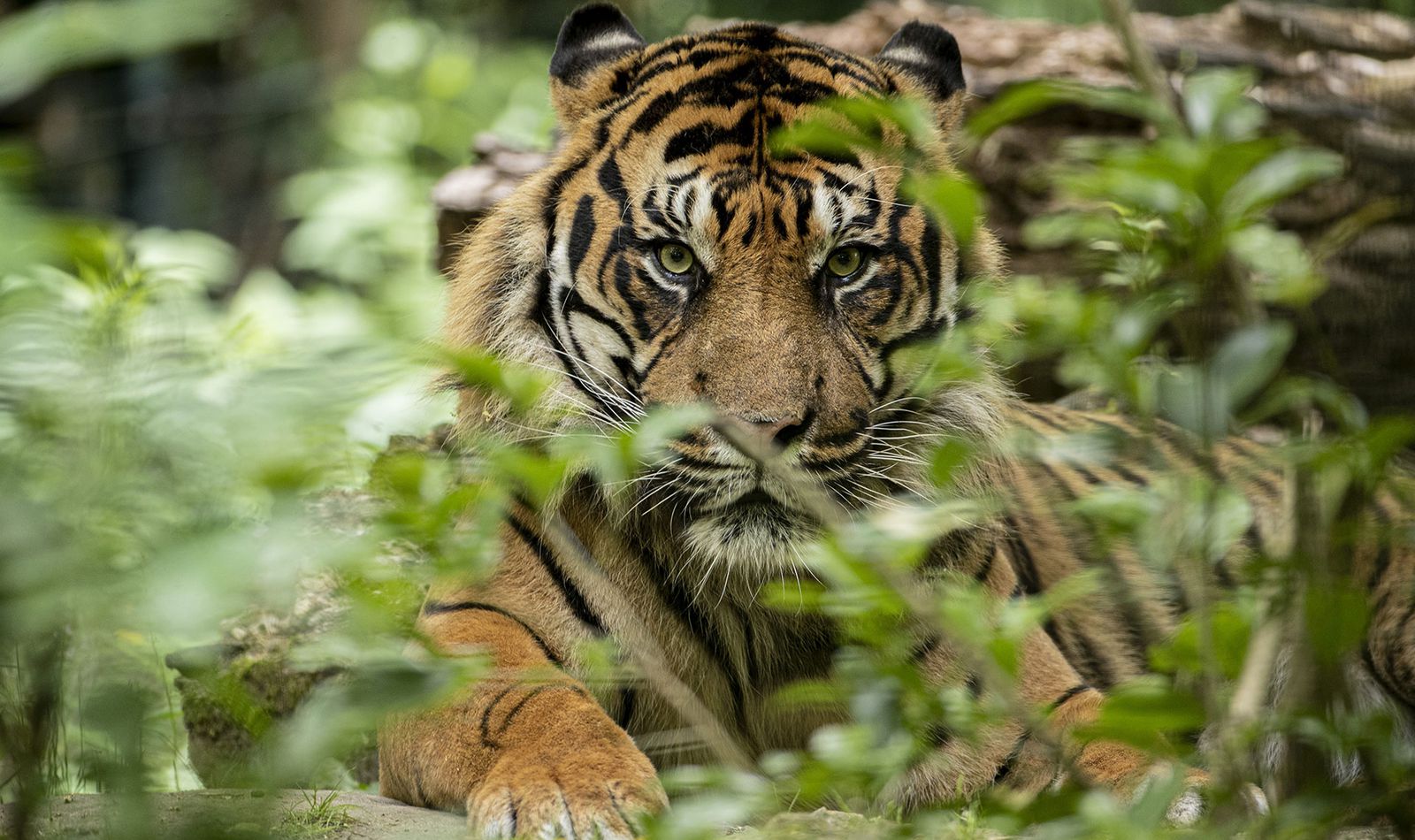 Le Bois des Fauves - Territoire du ZooParc de Beauval