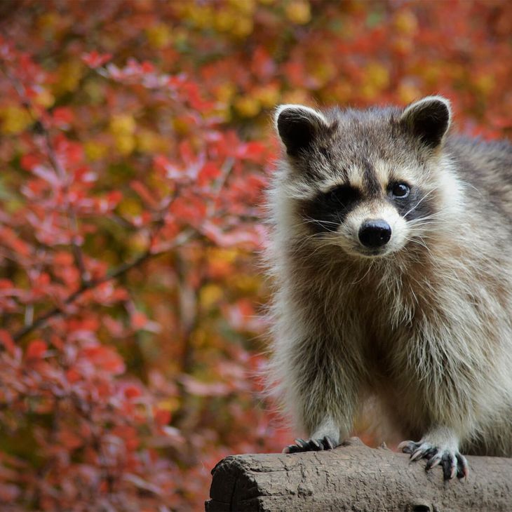 Tous les services à votre disposition - Raton-laveur - Venez visiter les animaux du ZooParc