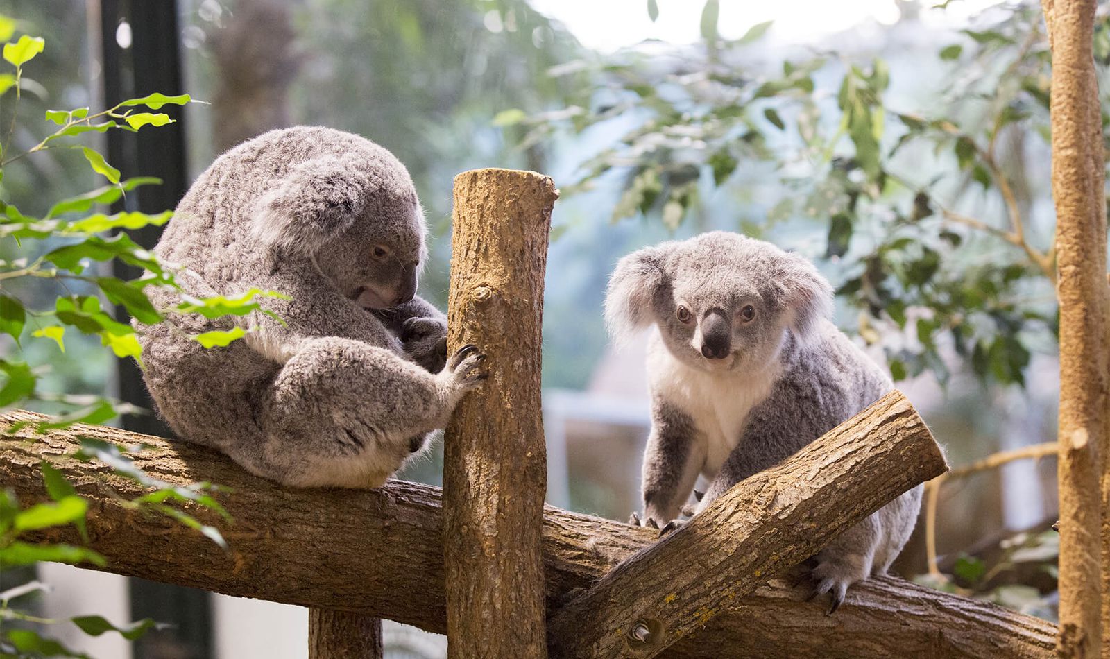La Serre des Koalas - Territoire du ZooParc de Beauval