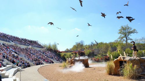 Bal des oiseaux - Spectacle - Les Maîtres des Airs