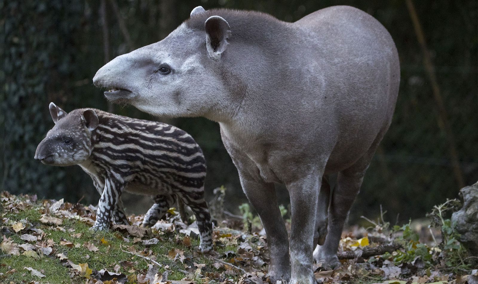 La Pampa Sud-Américaine - Territoire du ZooParc de Beauval