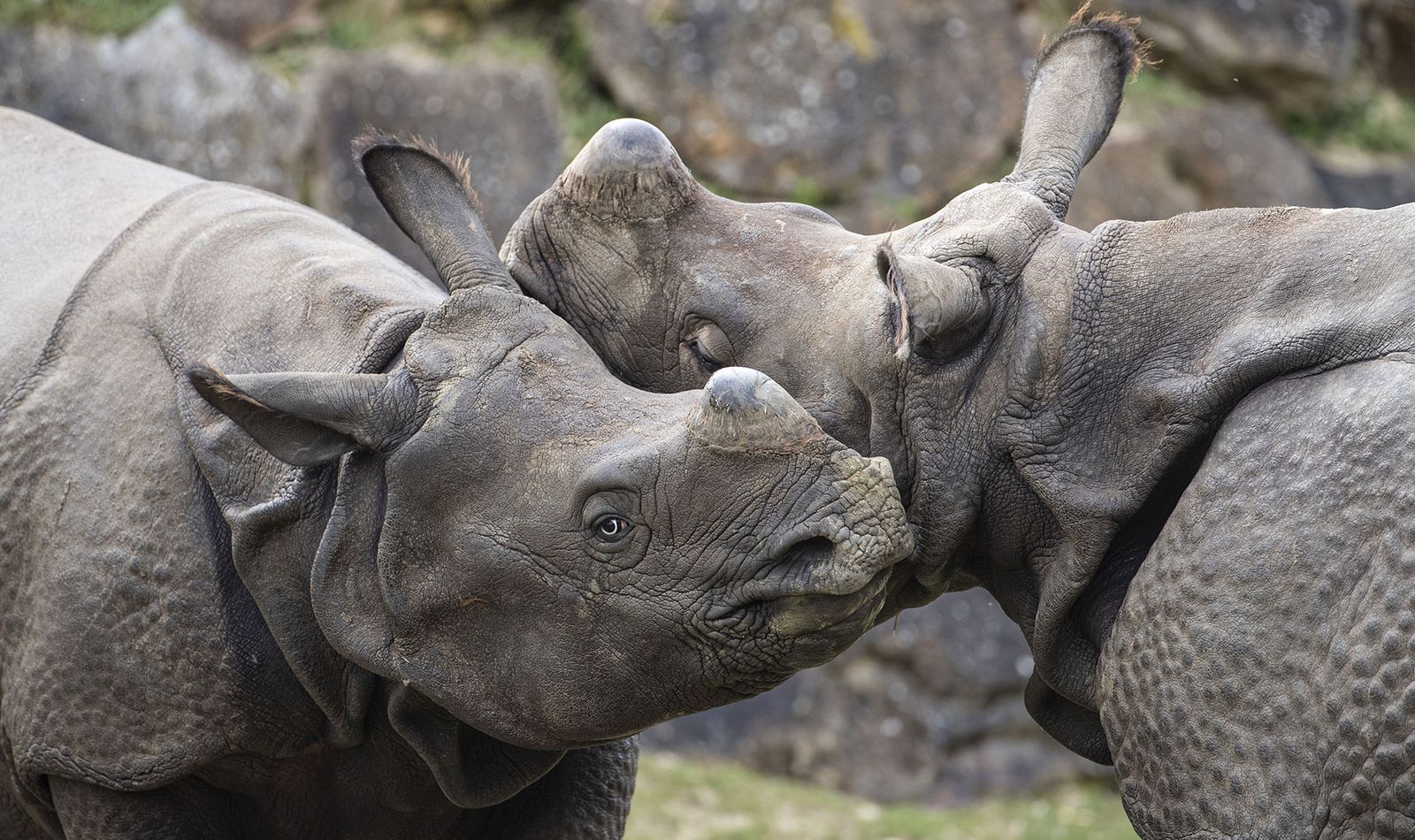 La Plaine Asiatique - Territoire du ZooParc de Beauval