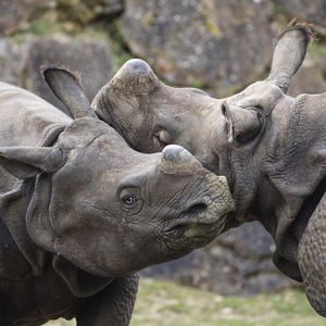 La Plaine Asiatique - Territoire du ZooParc de Beauval