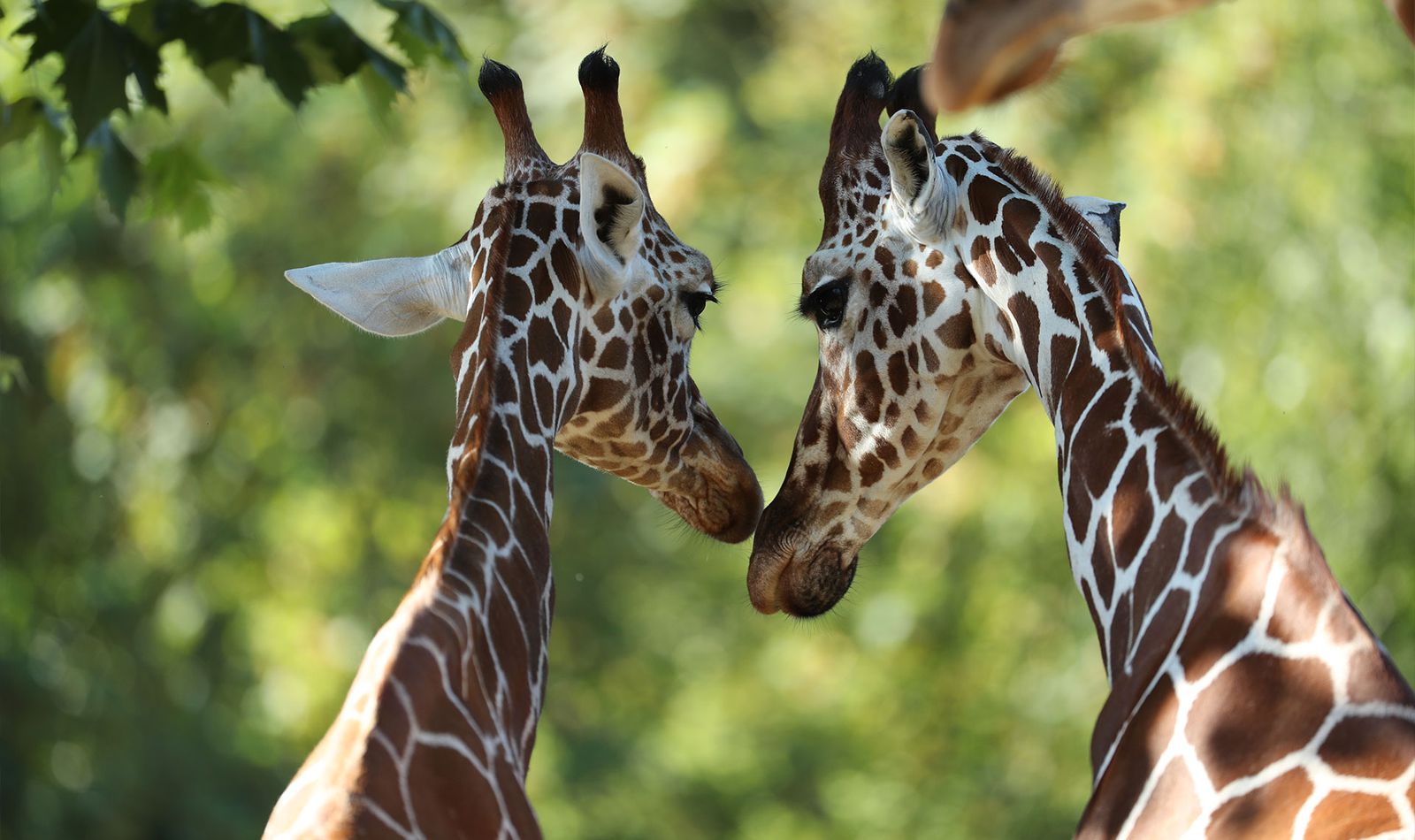 La Savane Africaine - Territoire du ZooParc de Beauval