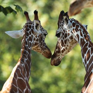 La Savane Africaine - Territoire du ZooParc de Beauval