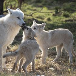 Le Territoire Nord-Américain - Territoire du ZooParc de Beauval