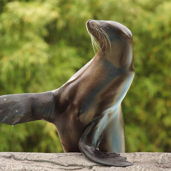 Trouver votre chemin - Otarie - Plan du ZooParc de Beauval