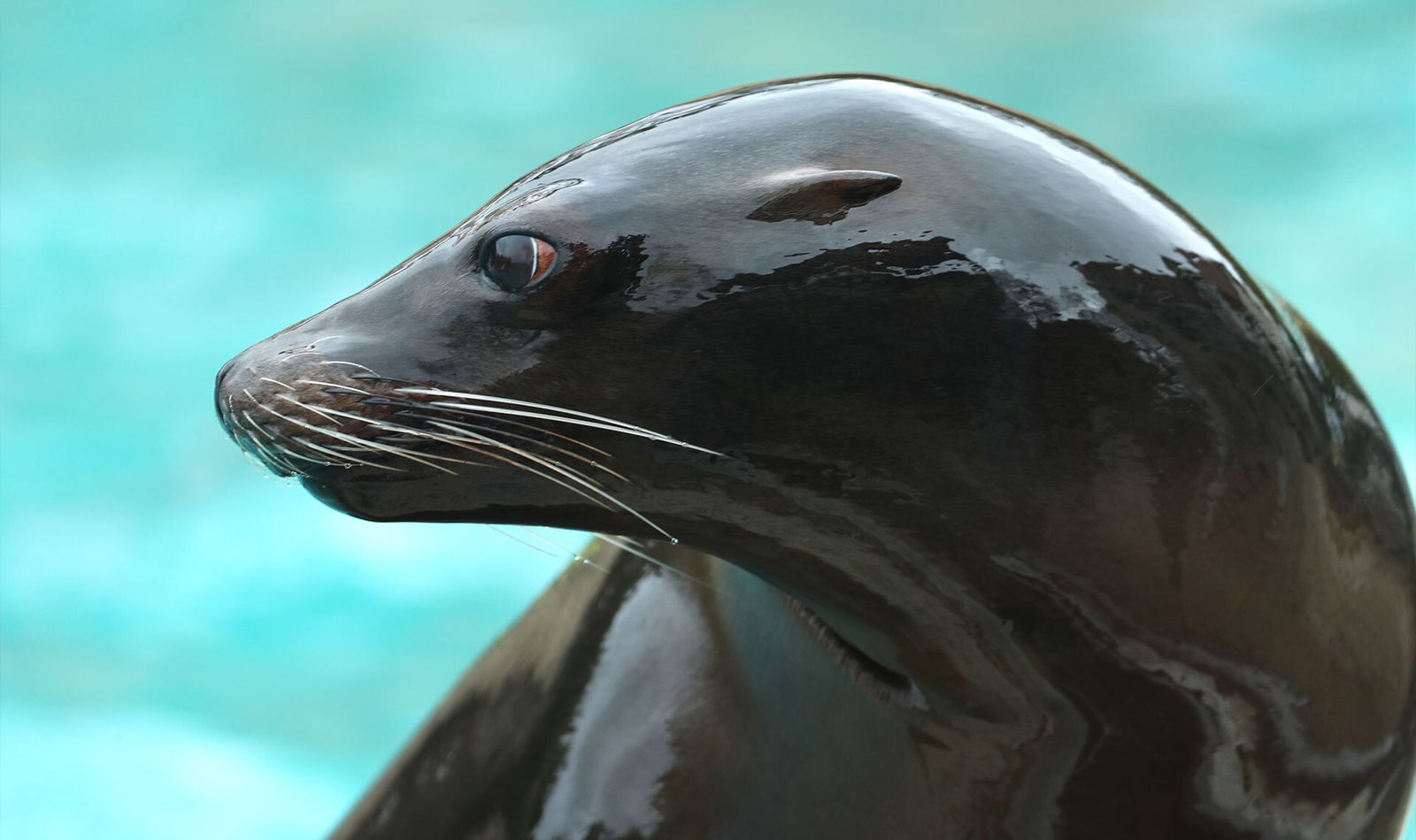Spectacle d'otaries au ZooParc de Beauval - L'Odyssée des Lions de Mer