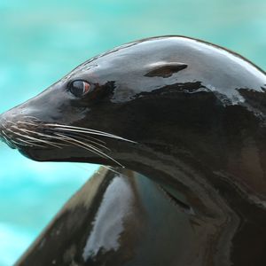 Spectacle d'otaries au ZooParc de Beauval - L'Odyssée des Lions de Mer