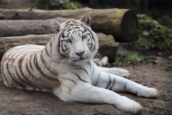 Tigre blanc