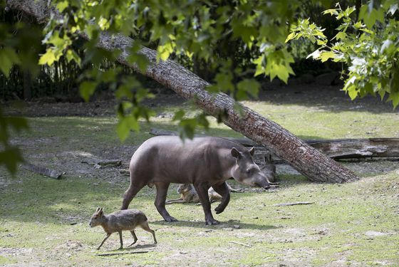 Tapir et mara