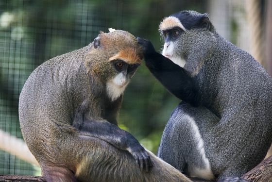 Cercopithèques de Brazza