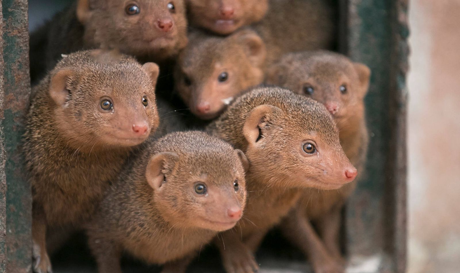 Accès au ZooParc - Mangoustes - Venez visiter les animaux du ZooParc de Beauval