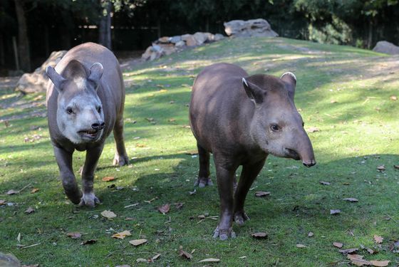 Tapirs terrestres