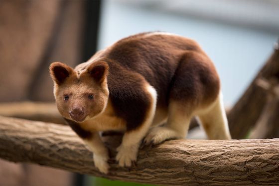 Dendrolague de Goodfellow