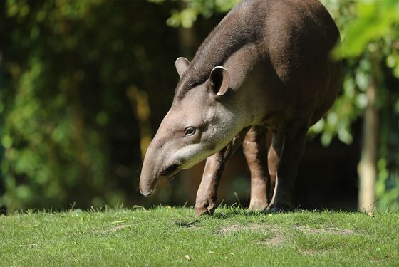 Tapir terrestre