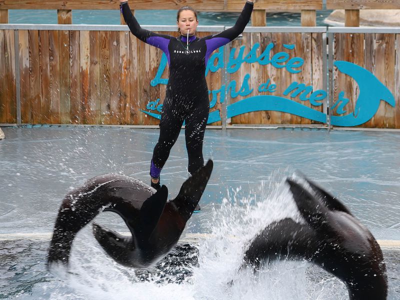 Spectacle d'otaries - L'Odyssée des Lions de Mer - ZooParc de Beauval Spectacle d'otaries - L'Odyssée des Lions de Mer - ZooParc de Beauval