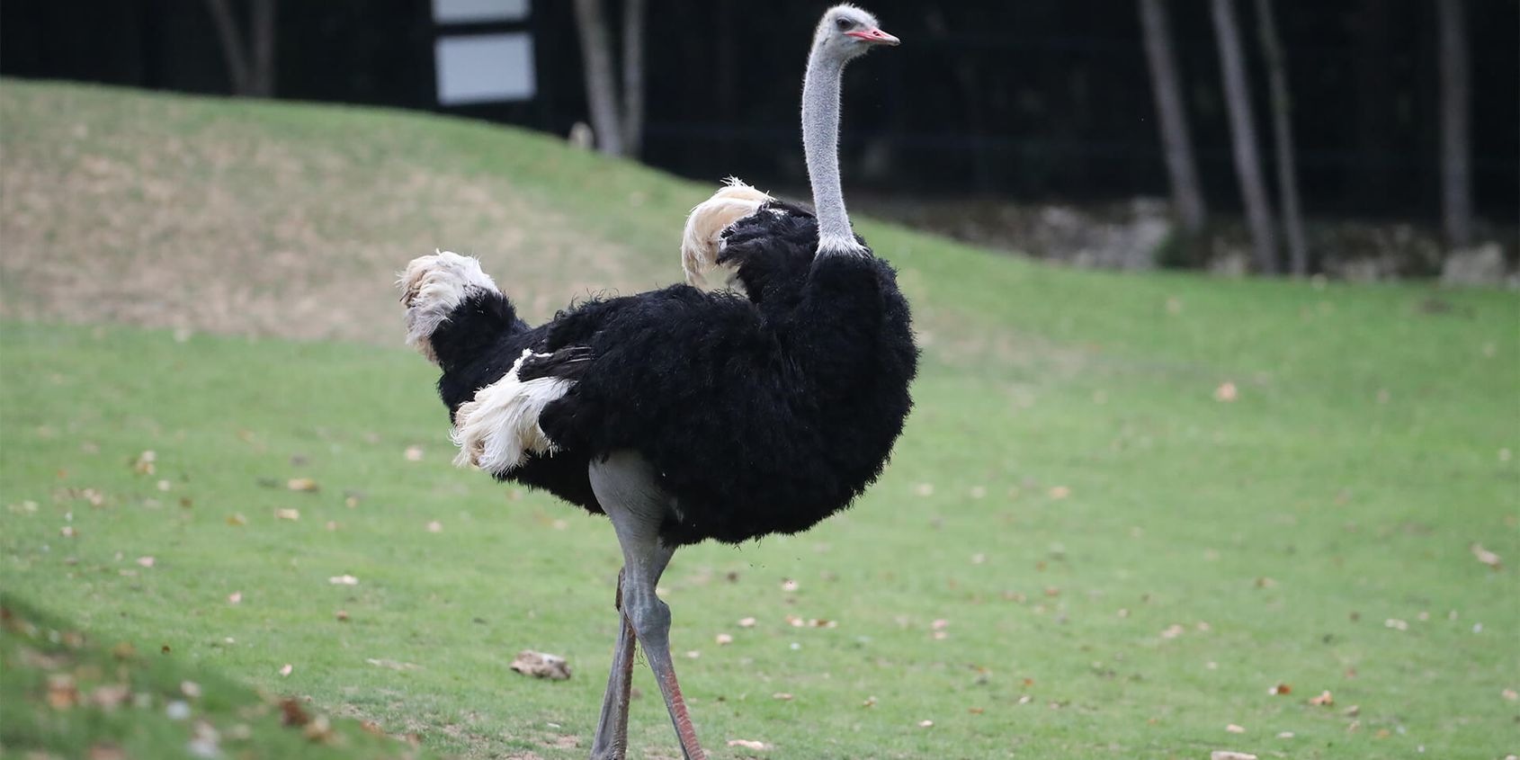 Autruche - Les animaux de La Savane Africaine - ZooParc de Beauval