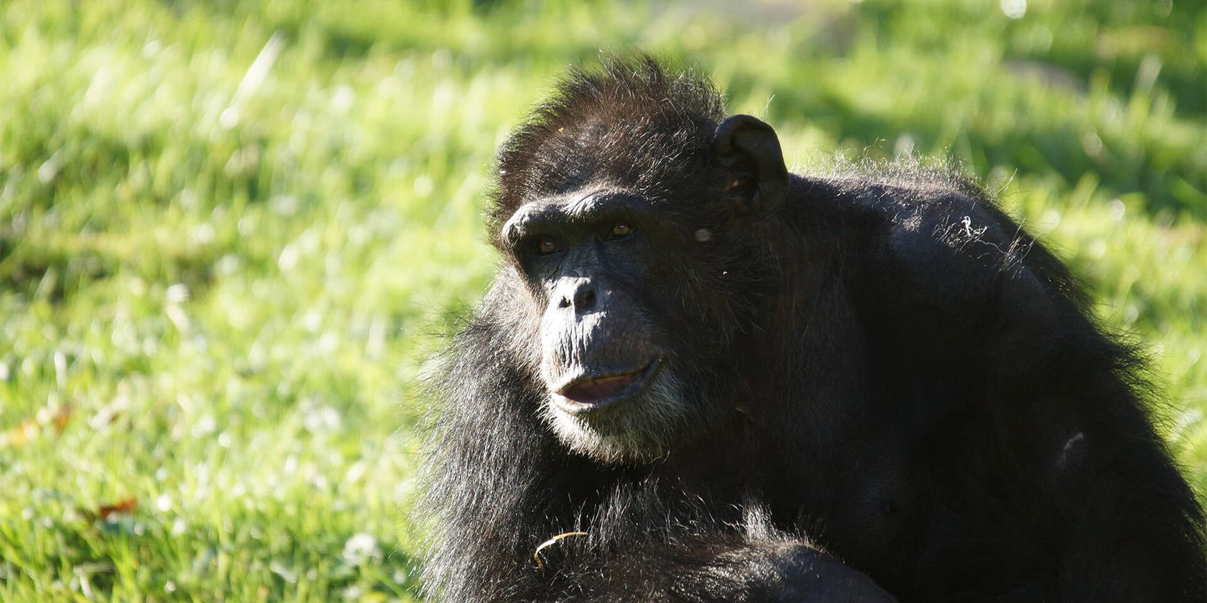 Mâle chimpanzé - Les animaux de La Serre des Chimpanzés et Orangs-outans - ZooParc de Beauval