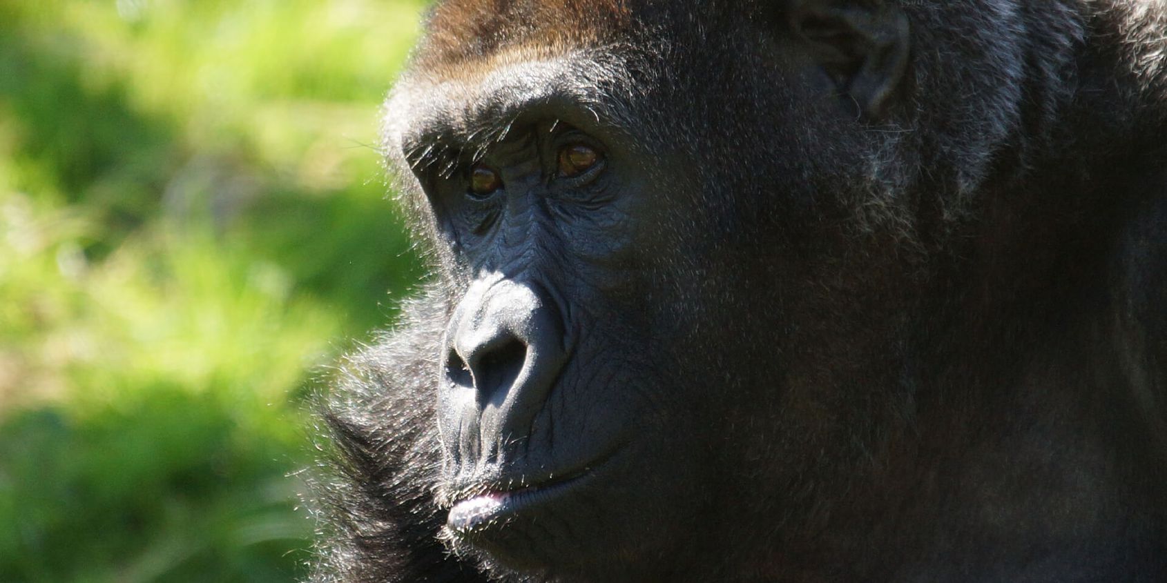 Gorille des plaines de l'Ouest - Les animaux de la Serre des Gorilles - ZooParc de Beauval