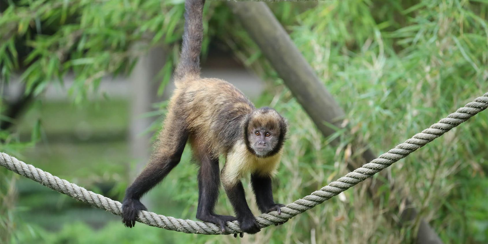 Capucin - Les animaux des Allées des Petits Singes - ZooParc de Beauval