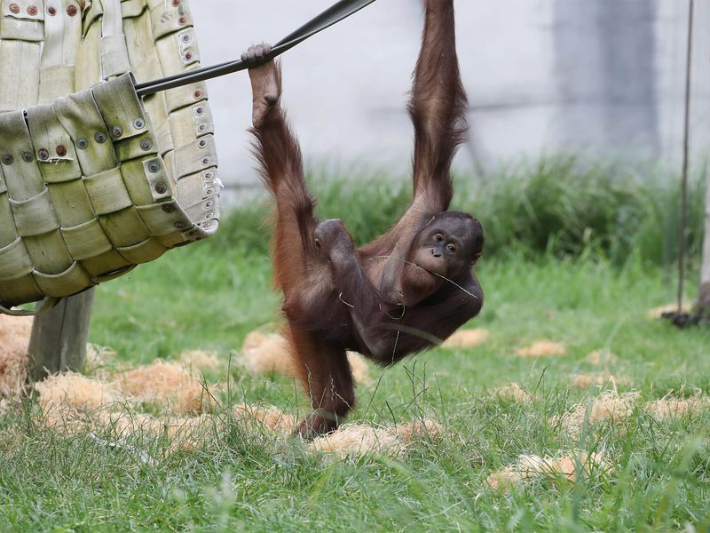 Les grands bras de l'orang-outan - Les animaux de La Serre des Chimpanzés et Orangs-outans - ZooParc de Beauval Les grands bras de l'orang-outan - Les animaux de La Serre des Chimpanzés et Orangs-outans - ZooParc de Beauval