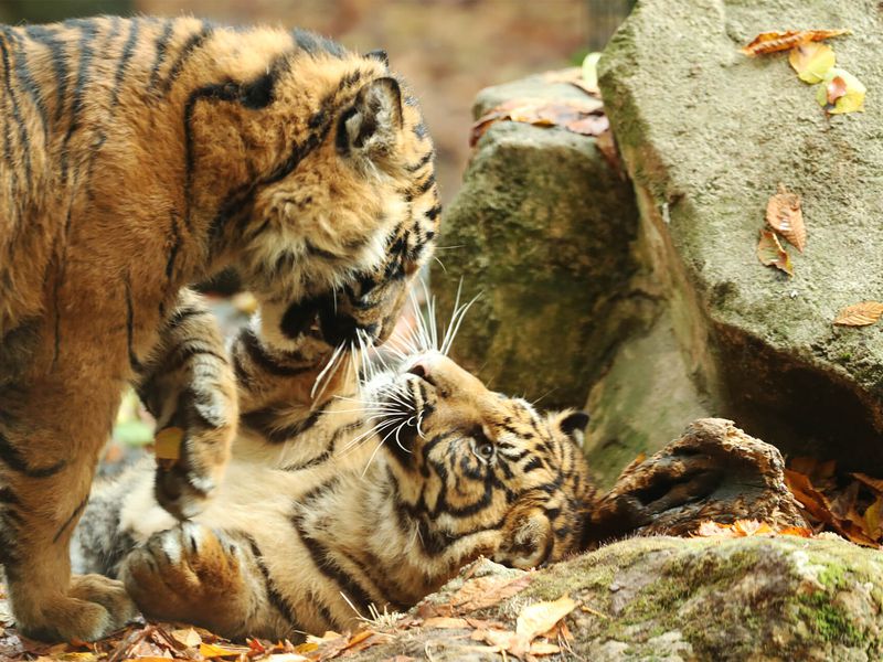 Bébés tigres - Les animaux du Bois des Fauves - ZooParc de Beauval Bébés tigres - Les animaux du Bois des Fauves - ZooParc de Beauval