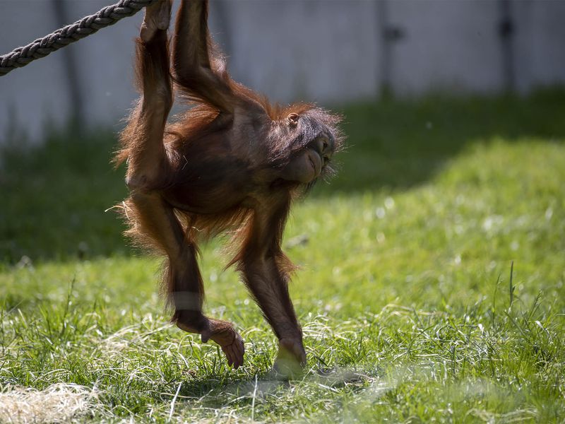 Utilisation des bras chez l'orang-outan - Les animaux de La Serre des Chimpanzés et Orangs-outans - ZooParc de Beauval Utilisation des bras chez l'orang-outan - Les animaux de La Serre des Chimpanzés et Orangs-outans - ZooParc de Beauval