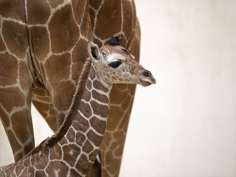 Kimia, notre bébé girafe - Les animaux de La Savane Africaine - ZooParc de Beauval Kimia, notre bébé girafe - Les animaux de La Savane Africaine - ZooParc de Beauval