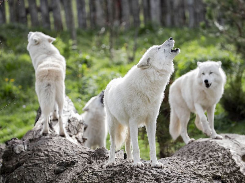 Groupe de loups arctiques - Les animaux du Territoire Nord-Américain - ZooParc de Beauval Groupe de loups arctiques - Les animaux du Territoire Nord-Américain - ZooParc de Beauval