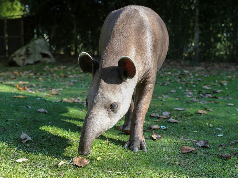 Tapir terrestre utilisant sa trompe - Les animaux de la Pampa Sud-Américaine - ZooParc de Beauval Tapir terrestre utilisant sa trompe - Les animaux de la Pampa Sud-Américaine - ZooParc de Beauval