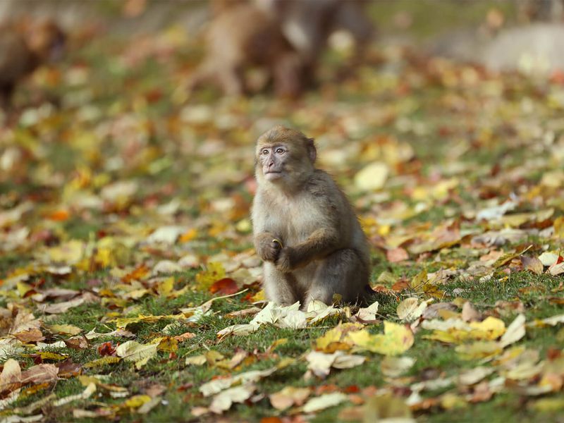 Magot assis - Les animaux des Allées des Petits Singes - ZooParc de Beauval Magot assis - Les animaux des Allées des Petits Singes - ZooParc de Beauval