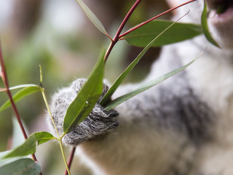 Eucalyptus, nourriture principale des koalas - Les animaux de La Serre des Koalas - ZooParc de Beauval Eucalyptus, nourriture principale des koalas - Les animaux de La Serre des Koalas - ZooParc de Beauval