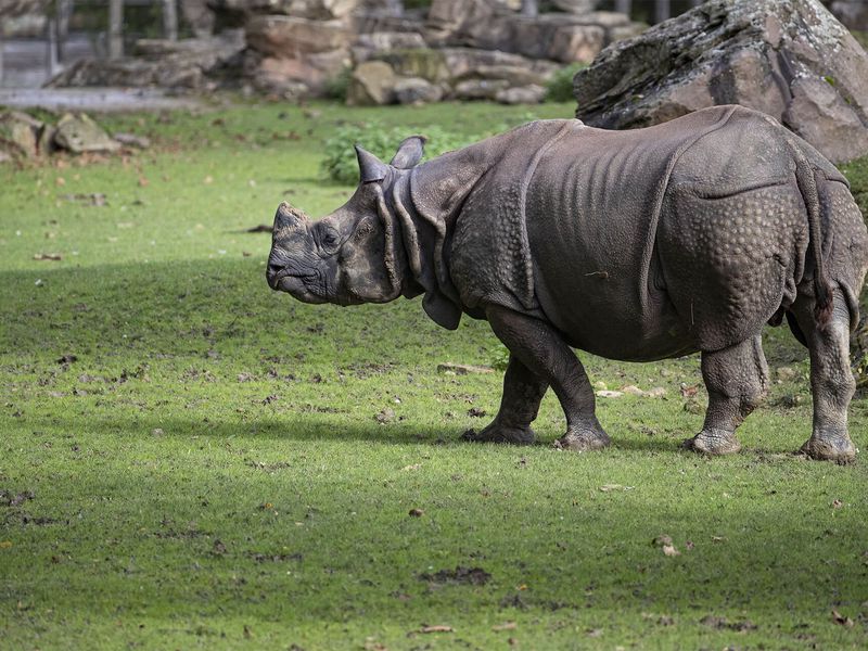 Rhinocéros indien - Les animaux de La Plaine Asiatique - ZooParc de Beauval Profil rhinocéros indien - Les animaux de La Plaine Asiatique - ZooParc de Beauval