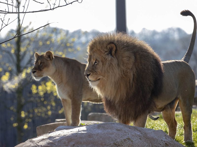 Lion et lionne - Les animaux de La Terre des Lions - ZooParc de Beauval Lion et lionne - Les animaux de La Terre des Lions - ZooParc de Beauval