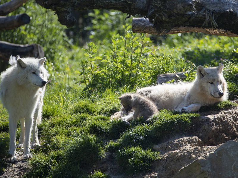 Loups arctiques et son bébé - Les animaux du Territoire Nord-Américain - ZooParc de Beauval Loups arctiques et son bébé - Les animaux du Territoire Nord-Américain - ZooParc de Beauval