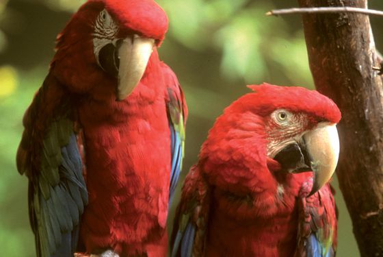 Ara chloroptère Ara chloroptère