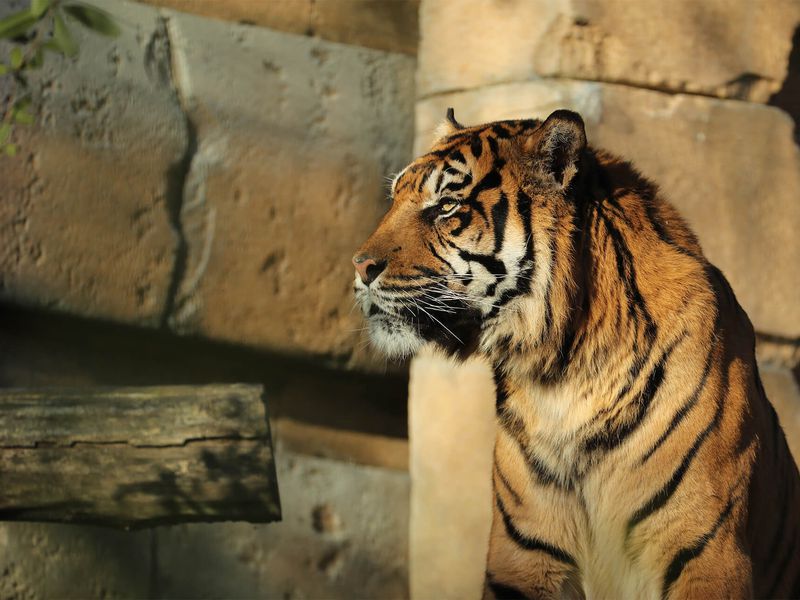 Tigre de Sumatra seul - Les animaux du Bois des Fauves - ZooParc de Beauval Tigre de Sumatra seul - Les animaux du Bois des Fauves - ZooParc de Beauval
