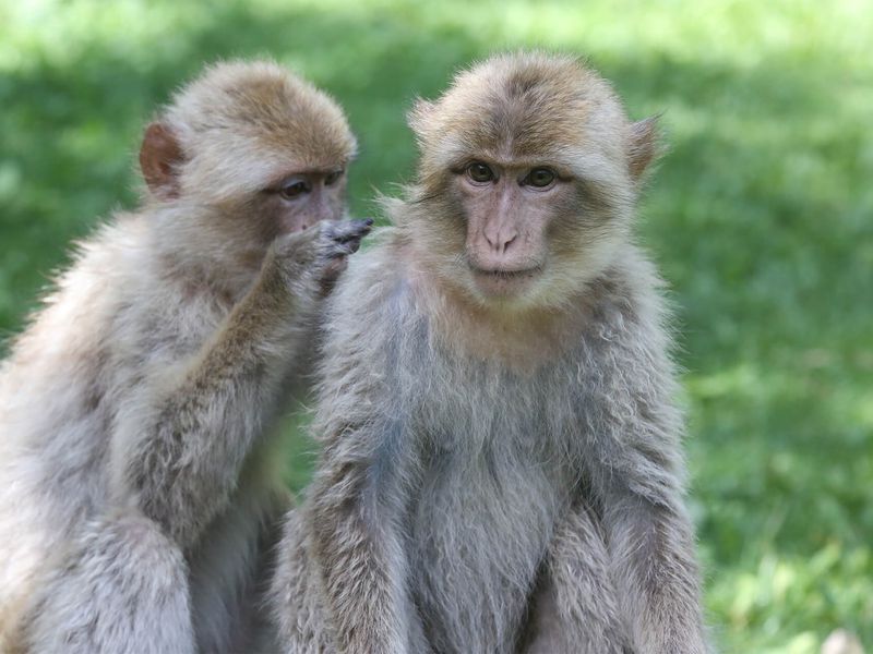 Sociabilité chez les magots - Les animaux des Allées des Petits Singes - ZooParc de Beauval Sociabilité chez les magots - Les animaux des Allées des Petits Singes - ZooParc de Beauval