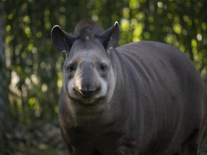 Tapir terrestre ou brésilien - Les animaux de la Pampa Sud-Américaine - ZooParc de Beauval Tapir terrestre ou brésilien - Les animaux de la Pampa Sud-Américaine - ZooParc de Beauval