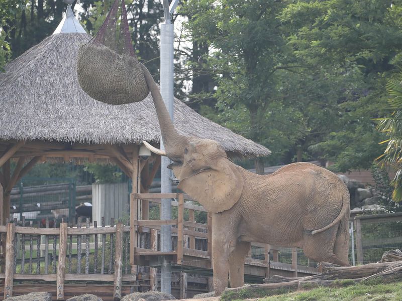 Éléphant utilisant sa trompe pour manger - Les animaux de La Plaine des Éléphants - ZooParc de Beauval Éléphant utilisant sa trompe pour manger - Les animaux de La Plaine des Éléphants - ZooParc de Beauval