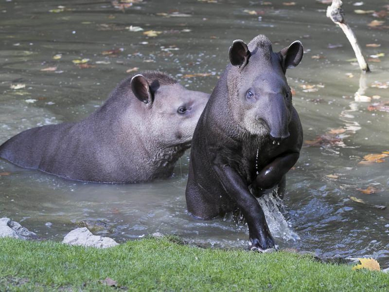 Tapirs terrestres dans l'eau - Les animaux de la Pampa Sud-Américaine - ZooParc de Beauval Tapirs terrestres dans l'eau - Les animaux de la Pampa Sud-Américaine - ZooParc de Beauval