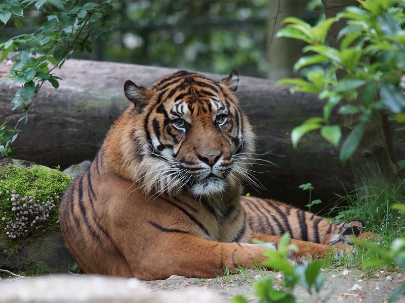 Asu, notre tigre de Sumatra - Les animaux du Bois des Fauves - ZooParc de Beauval Asu, notre tigre de Sumatra - Les animaux du Bois des Fauves - ZooParc de Beauval