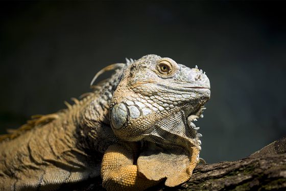 Iguane commun Iguane commun