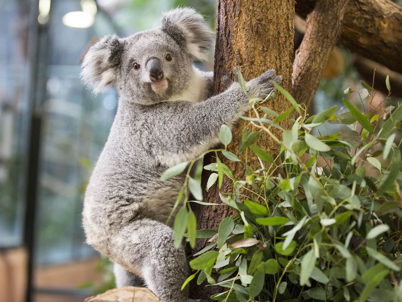 Koala du Queensland - Les animaux de La Serre des Koalas - ZooParc de Beauval Koala du Queensland - Les animaux de La Serre des Koalas - ZooParc de Beauval