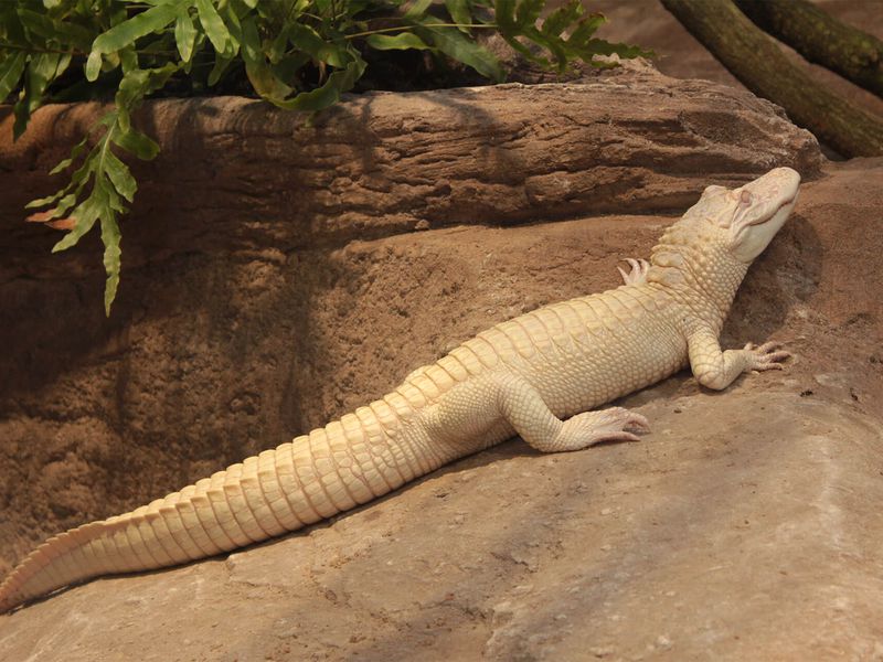 Alligator albinos - Les animaux du Vivarium et Aquarium - ZooParc de Beauval Alligator albinos - Les animaux du Vivarium et Aquarium - ZooParc de Beauval