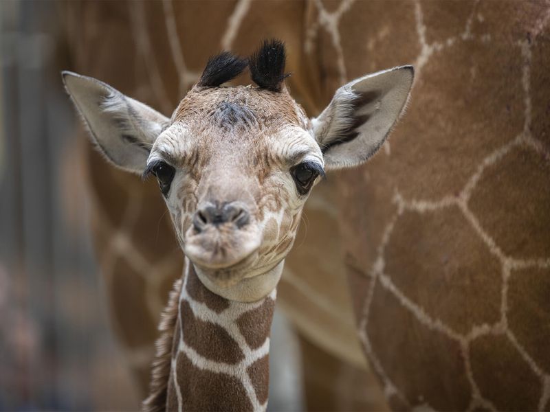 Profil Kimia, notre bébé girafe - Les animaux de La Savane Africaine - ZooParc de Beauval Profil Kimia, notre bébé girafe - Les animaux de La Savane Africaine - ZooParc de Beauval